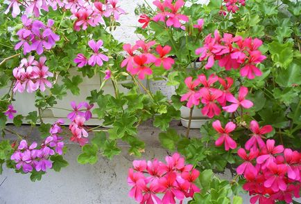 Герань - догляд, обрізка і розмноження квітки в домашніх умовах