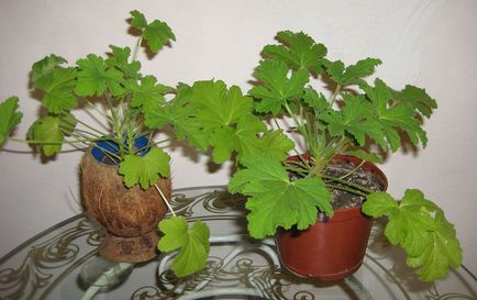 Geranium - gondozás, metszés és szaporítása egy virág otthon