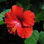 Hibiscus de îngrijire la domiciliu, fotografie floare de interior, reproducere și transplant