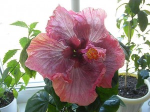 Hibiscus de îngrijire la domiciliu, fotografie floare de interior, reproducere și transplant