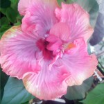 Hibiscus de îngrijire la domiciliu, fotografie floare de interior, reproducere și transplant