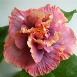 Hibiscus de îngrijire la domiciliu, fotografie floare de interior, reproducere și transplant