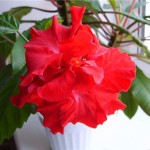 Hibiscus de îngrijire la domiciliu, fotografie floare de interior, reproducere și transplant