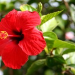 Hibiscus de îngrijire la domiciliu, fotografie floare de interior, reproducere și transplant