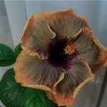 Hibiscus de îngrijire la domiciliu, fotografie floare de interior, reproducere și transplant