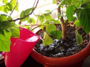 Hibiscus de îngrijire la domiciliu, fotografie floare de interior, reproducere și transplant