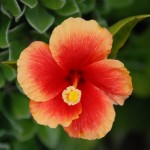 грижа Hibiscus у дома, снимка на закрит цвете, възпроизводството и трансплантацията