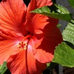 грижа Hibiscus у дома, снимка на закрит цвете, възпроизводството и трансплантацията