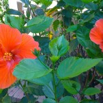 грижа Hibiscus у дома, снимка на закрит цвете, възпроизводството и трансплантацията