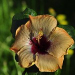 Hibiscus de îngrijire la domiciliu, fotografie floare de interior, reproducere și transplant