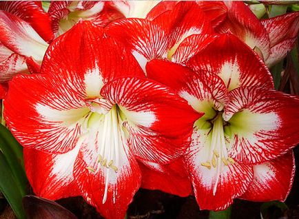 Hippeastrum ápolási otthon, fotók