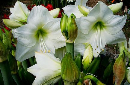 Hippeastrum ápolási otthon, fotók