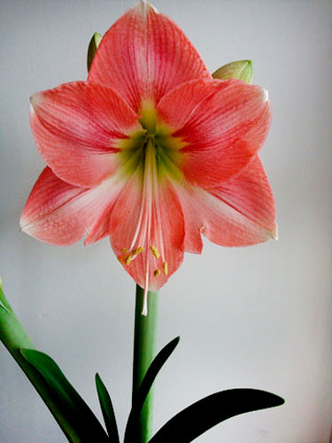 Hippeastrum ápolási otthon, fotók