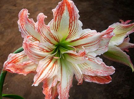 Hippeastrum îngrijire la domiciliu, fotografie