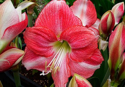 Hippeastrum ápolási otthon, fotók