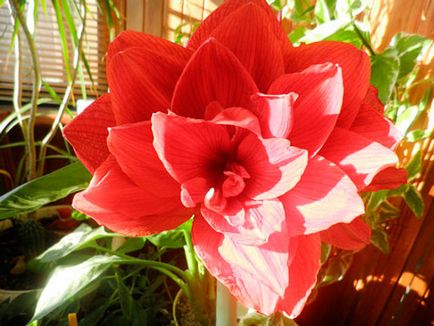 Hippeastrum ápolási otthon, fotók