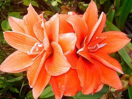 Hippeastrum îngrijire la domiciliu, fotografie