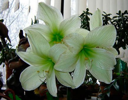 Hippeastrum грижи в дома, снимки