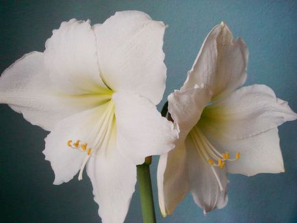 Hippeastrum ápolási otthon, fotók