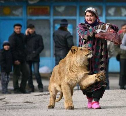 Голодні і ситі коти фотосесія - все найцікавіше!