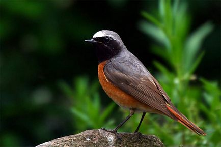 Redstart Common - un cantaret incredibil