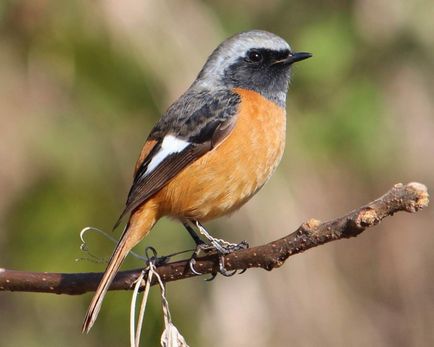 Redstart Common - un cantaret incredibil