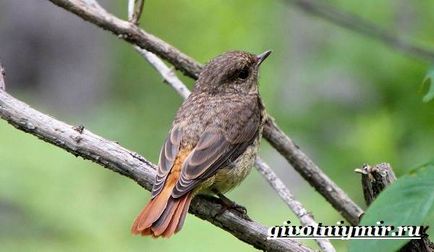 Redstart Bird