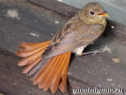 Redstart Bird