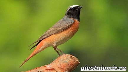 Redstart Bird