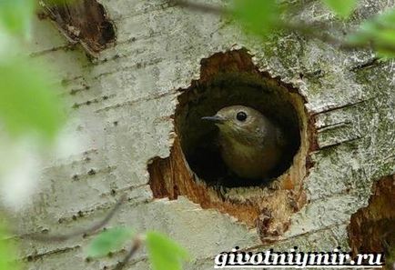 Redstart Bird