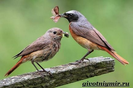 Redstart Bird