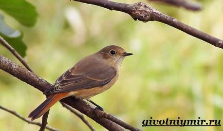 Redstart Bird