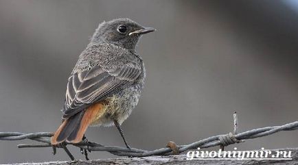 Redstart Bird