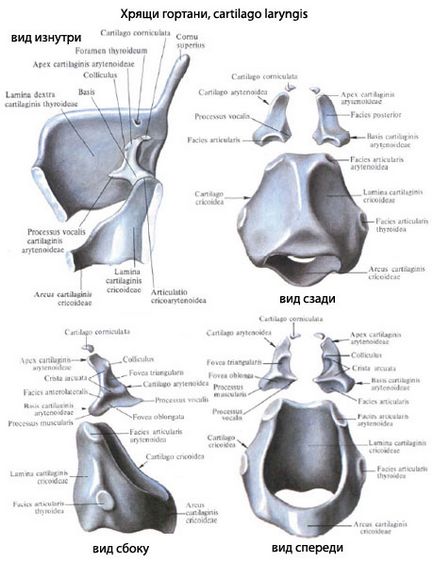 Larynx uman, anatomia laringelui, structura, funcții, imagini pe eurolab