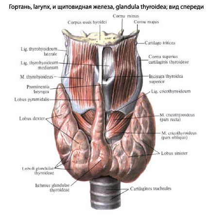 Larynx uman, anatomia laringelui, structura, funcții, imagini pe eurolab