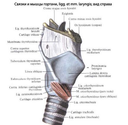 Гортань людини, анатомія гортані, будова, функції, картинки на eurolab