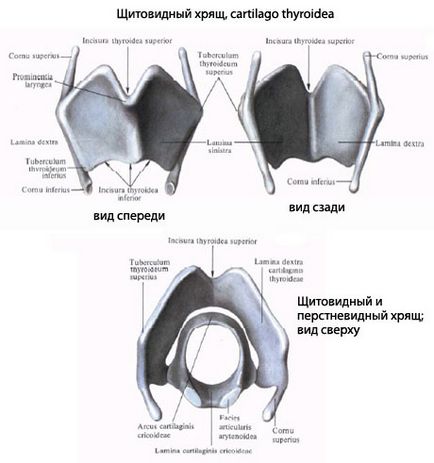 Larynx uman, anatomia laringelui, structura, funcții, imagini pe eurolab