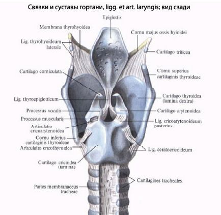 Larynx uman, anatomia laringelui, structura, funcții, imagini pe eurolab