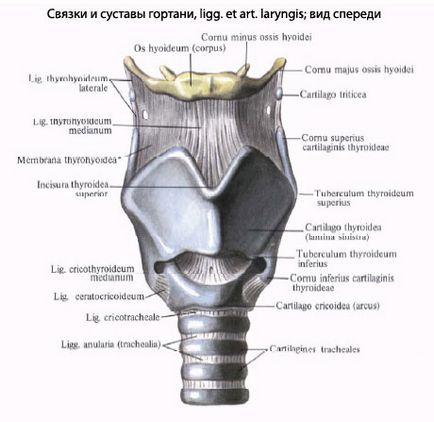 човешката анатомия на ларинкса ларинкса, структура, функции, снимки, EUROLAB