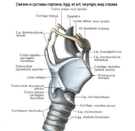 Гортань людини, анатомія гортані, будова, функції, картинки на eurolab