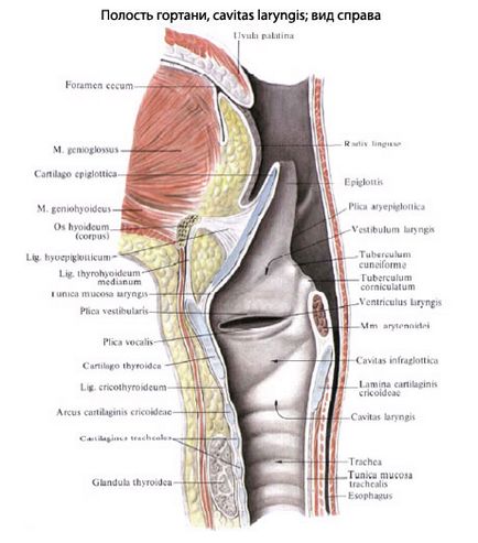 Larynx uman, anatomia laringelui, structura, funcții, imagini pe eurolab