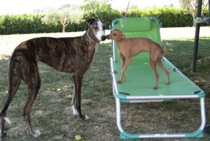 Італійська левретка опис, характер, дресирування (з фото), все про собак