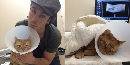 Ian Somerhalder și Nina Goodbye au salvat pisoiul de la moarte