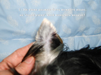 Yorkshire Terrier - Articole despre yorks - pune urechi puppy york