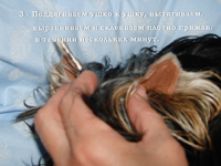 Yorkshire Terrier - Articole despre yorks - pune urechi puppy york