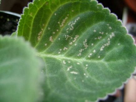 Як діагностувати хвороби на листках домашньої глоксинії і вибрати правильне лікування