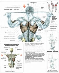 Ce funcționează mușchii atunci când se strâng, bare orizontale, turnaj, exerciții de bar
