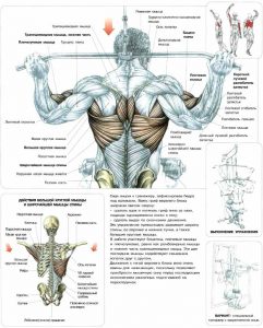 Які м'язи працюють при підтягуванні, турнік, турнікмени, вправи на турніку