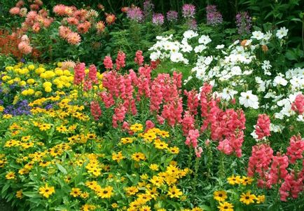 Які квіти можна садити в червні - поради фахівця