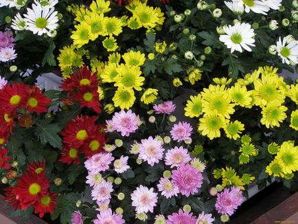 Які квіти можна садити в червні - поради фахівця